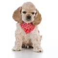 Adorable american cocker spaniel puppy Royalty Free Stock Photo