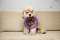 Young American cocker spaniel Royalty Free Stock Photo