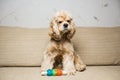 Young American cocker spaniel Royalty Free Stock Photo