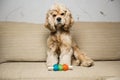 Young American cocker spaniel Royalty Free Stock Photo