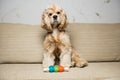 Young American cocker spaniel Royalty Free Stock Photo