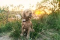 A young american cocker spaniel is sitting on the grass at sunset. Royalty Free Stock Photo