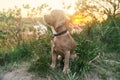 A young american cocker spaniel is sitting on the grass at sunset. Royalty Free Stock Photo