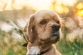 A young american cocker spaniel is sitting on the grass at sunset. Royalty Free Stock Photo