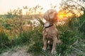 A young american cocker spaniel is sitting on the grass at sunset. Royalty Free Stock Photo