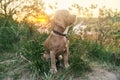 A young american cocker spaniel is sitting on the grass at sunset. Royalty Free Stock Photo