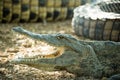 Young American crocodile with open mouth Royalty Free Stock Photo