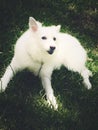 Young American Eskimo puppy