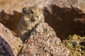 Young American Pika