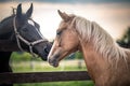 American Quarter Horse running free on a meadow