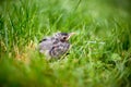 A young American Robin fledgling in the grass Royalty Free Stock Photo