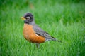 Young American Robin Redbreast