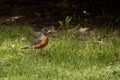 Young American robin standing in the grass Royalty Free Stock Photo