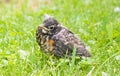 Robin fledgling in green grass Royalty Free Stock Photo