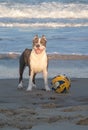 Young dog american staffordshire terrier playing on the beach