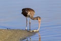 Young American white ibis (Eudocimus albus) scavenging on a dead fish on the beach