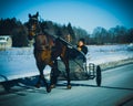 A young Amish boy riding a horse-drawn buggy on a local road in Middlefield, Ohio