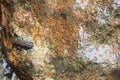 Young Amphibian on rock at Waterfall