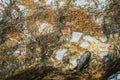 Young Amphibian on rock at Waterfall