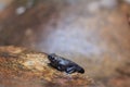 Young Amphibian on rock at Waterfall