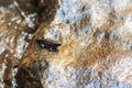 Young Amphibian on rock at Waterfall