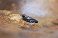 Young Amphibian on rock at Waterfall