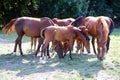 Young anglo arabian foals and mares grazing peaceful together on a horse farm