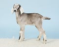 Young Anglo-nubian goat Royalty Free Stock Photo