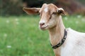 Young anglo nubian goat Royalty Free Stock Photo