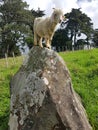 Young angora goat playing on a rock