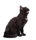 Young angry cat on white background, with open mouth and teeths