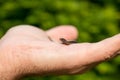 Young anguis fragilis in a male hand, slow worm