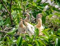 Anhinga birds in tree Royalty Free Stock Photo
