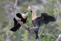Young Anhinga reaching into its mother`s throat to extract a partially digested meal