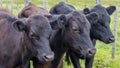 Young animal cow calf farmland