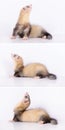 Young animal ferret