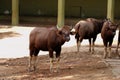 Young Animal Gaur standing looking towards the camera chewing the grass in Indian zoo along with other Gaurs in the background Royalty Free Stock Photo