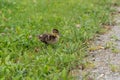 Young animal of a mallard in the grass Royalty Free Stock Photo