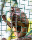 Young animal monkey baboon