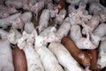 Young animals piglets living in rural animal farm