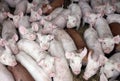 Young animals piglets living in rural animal farm