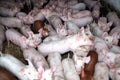 Young animals piglets living in rural animal farm