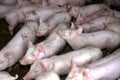 Young animals piglets living in rural animal farm