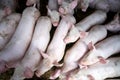 Young animals piglets living in rural animal farm