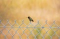 Young Annas Hummingbird on a chain liked fence