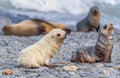 2 young Antarctic fur seal babies, Antarctic fur seals playing in the water in their natural environment in South Georgia Royalty Free Stock Photo