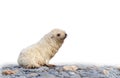 2 young Antarctic fur seal babies, Antarctic fur seals playing in the water in their natural environment in South Georgia Royalty Free Stock Photo