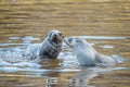 2 young Antarctic fur seal babies, Antarctic fur seals playing in the water in their natural environment in South Georgia Royalty Free Stock Photo
