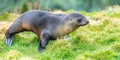 Young Antarctic fur seal baby, Antarctic fur seal (Arctocephalus gazella) in South Georgia in its natural environment Royalty Free Stock Photo