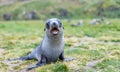 Young Antarctic fur seal baby (Arctocephalus gazella) in South Georgia in its natural environment Royalty Free Stock Photo